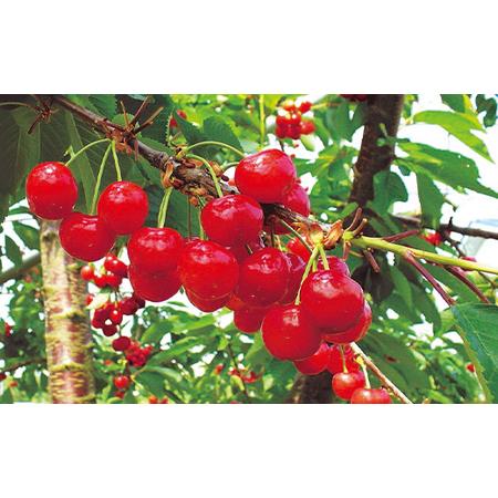 ふるさと納税 FYN9-937 ≪2026年先行予約≫山形県産 さくらんぼ 紅さやか 500g 秀品 M〜L バラ詰め 2026年6月上旬から順次発送 酸味あり 果実 果.. 山形県西川町