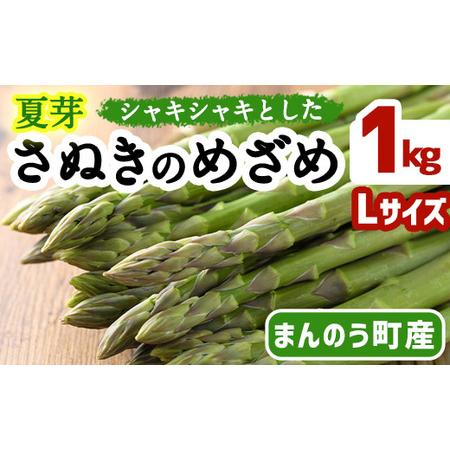 ふるさと納税 [先行予約!2024年6月上旬以降順次発送]夏芽!太物(Lサイズ以上)さぬきのめざめ アスパラガス(約1kg・Lサイズ以上) まん.. 香川県まんのう町