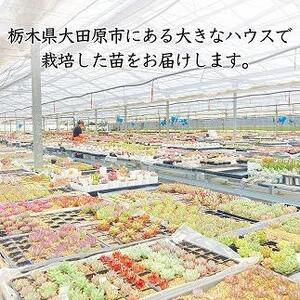 ふるさと納税 【多肉植物】エケベリア苗アソート6個セット 栃木県大田原市｜furunavi｜02