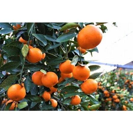 ふるさと納税 ＜先行予約！2026年6月下旬以降順次発送予定＞香川県産 ハウス小原紅早生みかん(約1kg/化粧箱) ミカン フルーツ 果物 柑橘 人.. 香川県まんのう町 |  | 02