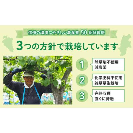 ふるさと納税 【東御こもだ果樹園】皮ごと食べる2色ぶどうギフトセット（シャインマスカット、クイーンルージュR） 長野県東御市｜furunavi｜04