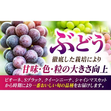 ふるさと納税 【先行予約】【6回定期便】品種おまかせ みかん・ぶどう 定期便【合同会社 社方園】[ZBZ025] 熊本県山鹿市_1
