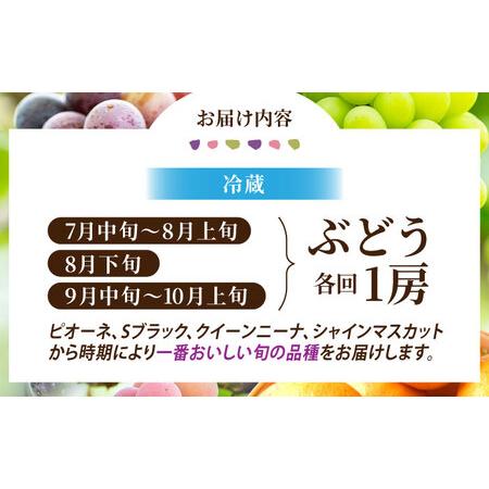 ふるさと納税 【先行予約】【6回定期便】品種おまかせ みかん・ぶどう 定期便【合同会社 社方園】[ZBZ025] 熊本県山鹿市_3