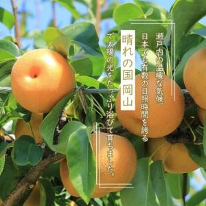 ふるさと納税 岡山県産 あたご 梨 2玉 合計約1.8kg 梨 なし 果物 フルーツ 2026年 岡山県岡山市_2