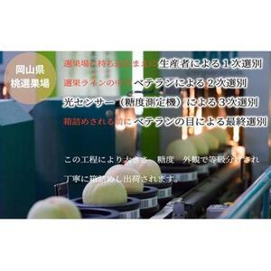 ふるさと納税 2026年  岡山   白 桃   ロイヤル 3玉×約200g（Lサイズ）JAおかやま（早生種・中生種）｜ 桃 岡山県岡山市の画像