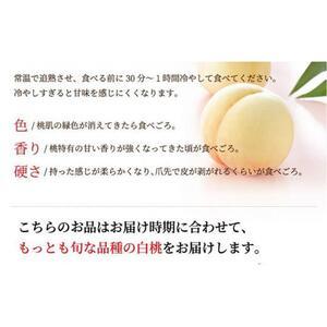 ふるさと納税 2026年  岡山   白 桃   エース4〜8玉 約1.2kg JAおかやま（早生種・中生種） ｜ 桃 岡山県岡山市の画像