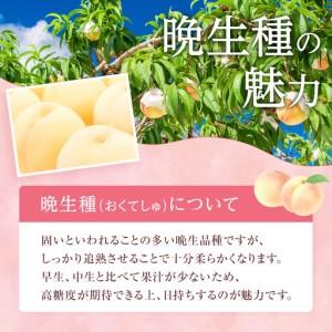 ふるさと納税 2026年 先行予約 ご家庭用 岡山 の 桃 固め 晩生種 約2kg（5〜9玉）（黄金桃の場合もあります）| 桃 岡山県岡山市の画像