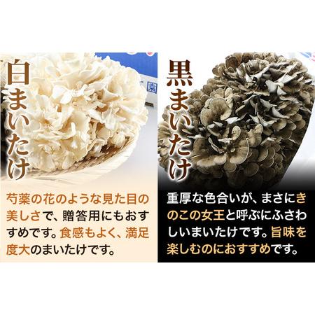 ふるさと納税 秋田華まいたけ 生まいたけセット 黒まいたけ 約500g 白まいたけ 約500g 舞茸 秋田県秋田市_4