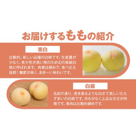 ふるさと納税 【先行予約】もも 桃 恵白・白麗・白露・白皇 いずれか1品種をお届け 2kg 6〜9玉 小寺農園《8月上旬-8下旬頃出荷》 岡山県 笠岡市 .. 岡山県笠岡市の画像