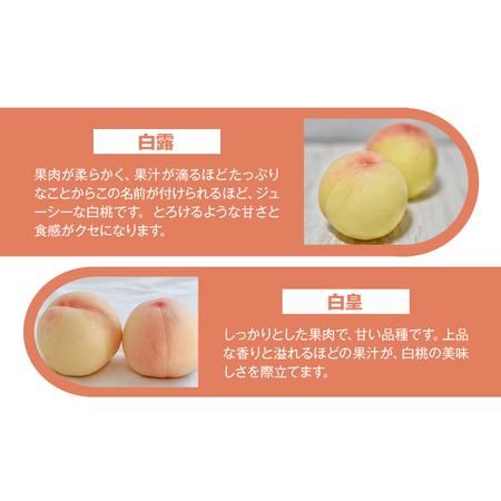 ふるさと納税 【先行予約】もも 桃 恵白・白麗・白露・白皇 いずれか1品種をお届け 2kg 6〜9玉 小寺農園《8月上旬-8下旬頃出荷》 岡山県 笠岡市 .. 岡山県笠岡市の画像