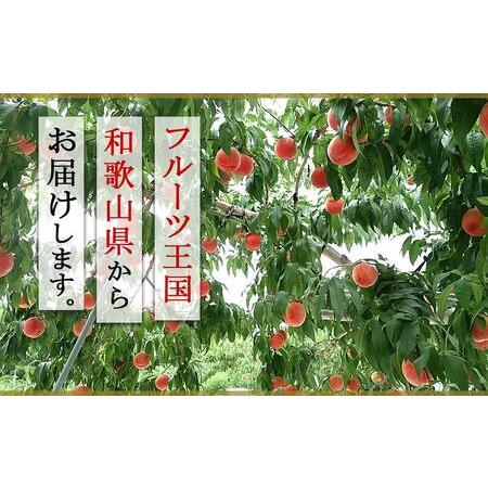 ふるさと納税 和歌山県産 川中島白桃《秀品》 約1.5kg（4〜7玉程度）【7月下旬より発送】【MG31】かつらぎ町産桃ももモモフルーツ桃ももモ.. 和歌山県かつらぎ町｜furunavi｜02