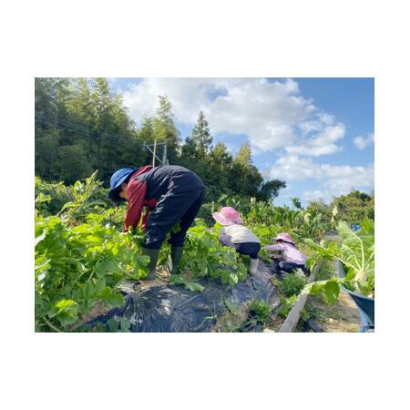 ふるさと納税 【農業体験（1名様）】無農薬野菜のプロフェッショナルと一緒に、楽しく充実のひと時を共に過ごしましょう！【 体験 農業体験 畑 .. 京都府綾部市_1