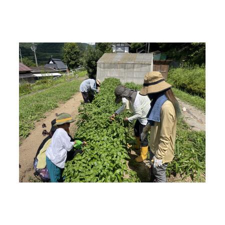 ふるさと納税 【農業体験（1名様）】無農薬野菜のプロフェッショナルと一緒に、楽しく充実のひと時を共に過ごしましょう！【 体験 農業体験 畑 .. 京都府綾部市_2