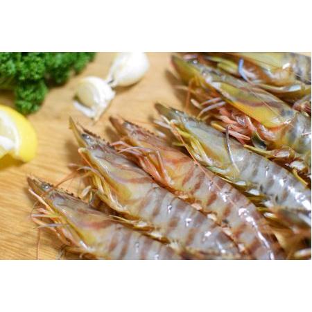 ふるさと納税 【訳あり】伊万里産　冷凍車海老1.25kg(加熱用、250gx5pc) くるまえび クルマエビ えび エビ　010-C197 佐賀県伊万里市_2