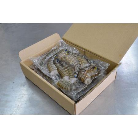 ふるさと納税 【使いやすさ◎】伊万里産 無頭 冷凍車海老1.25kg(加熱用、250gx5pc)  くるまえび クルマエビ えび エビ　010-C200 佐賀県伊万里市_1