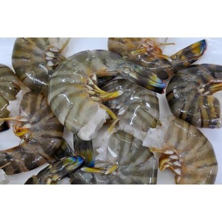 ふるさと納税 【使いやすさ◎】伊万里産 無頭 冷凍車海老1.25kg(加熱用、250gx5pc)  くるまえび クルマエビ えび エビ　010-C200 佐賀県伊万里市_2