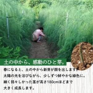 ふるさと納税 No.2879 【訳あり】アスパラガス 約1kg サイズ不揃い 曲がり キズあり【2026年発送】 福島県福島市_2