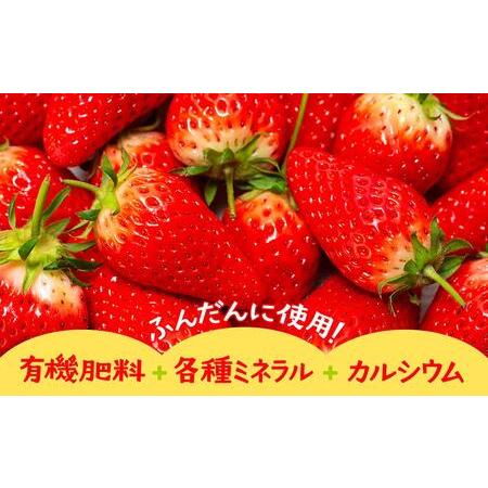 ふるさと納税 【先行予約】章姫(あきひめ)いちご 4P(250g×4) 「末利華(まつりか)」 鳥取県琴浦町｜furunavi｜02