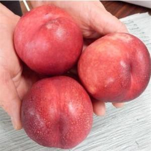 ふるさと納税 長野県中野市産スイートネクタリン 2kg(8〜14玉)【配送不可地域：離島】【1295094】 長野県中野市の画像