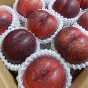 ふるさと納税 長野県中野市産スイートネクタリン 2kg(8〜14玉)【配送不可地域：離島】【1295094】 長野県中野市の画像