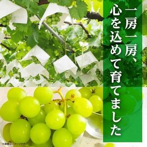 ふるさと納税 【令和6年産 先行予約】シャインマスカット（種なし）1房 箱入り 700〜800g 山形県鶴岡市｜furunavi｜03