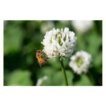ふるさと納税 国産天然 非加熱はちみつ 230g 3本セット「春の百花」「6.18」「初夏の百花」 岐阜県八百津町の画像