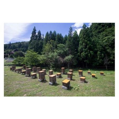 ふるさと納税 国産天然 非加熱はちみつ 230g 3本セット「春の百花」「6.18」「初夏の百花」 岐阜県八百津町の画像