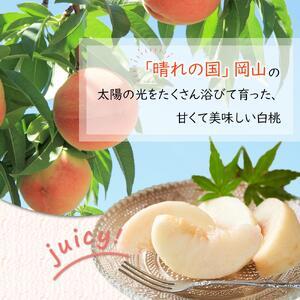 ふるさと納税 2026年 先行予約 岡山県産   白 桃   エース 約1.2kg（4〜8玉）｜ 桃 岡山県岡山市の画像