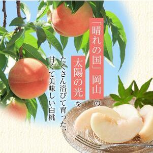 ふるさと納税 2026年 先行予約 岡山県産   白 桃   ロイヤル 3玉×約200g 計600g Lサイズ ｜ 桃 岡山県岡山市の画像