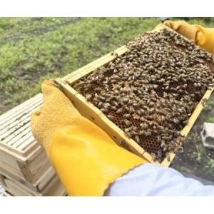 ふるさと納税 青森産純粋はちみつ 晩夏の百花蜜 2個セット_調味料 はちみつ  ハチミツ 蜂蜜_【1499354】 青森県青森市_3