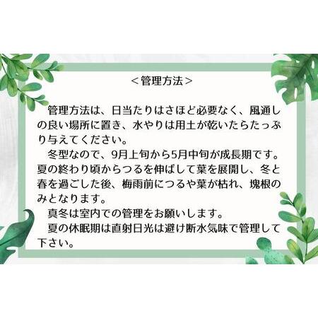 ふるさと納税 ディオスコレアエレファンティペス実生株 1本 香川県坂出市｜furunavi｜03