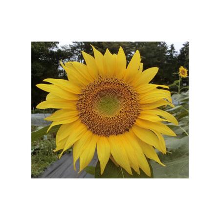 ふるさと納税 ストール１ストール　工芸品　いさま染め※着日指定不可※離島への配送不可 神奈川県座間市_2