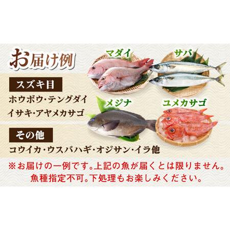 ふるさと納税 【全4回定期便】【五島列島直送】朝獲れ鮮魚セット4kg 五島市/鯛福丸水産[PDP014]   魚 鮮魚 セット 海鮮 直送 さかな 詰合せ 冷蔵 長崎県五島市の画像