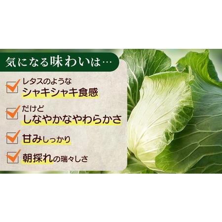 ふるさと納税 【7月中旬発送開始】訳あり まぼろしの419キャベツ 4玉