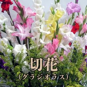 ふるさと納税 切花 グラジオラス（ 12月 から 4月 頃 ） C005-006 花 植物 鹿児島県知名町の画像
