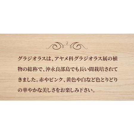 ふるさと納税 切花 グラジオラス（ 12月 から 4月 頃 ） C005-006 花 植物 鹿児島県知名町の画像
