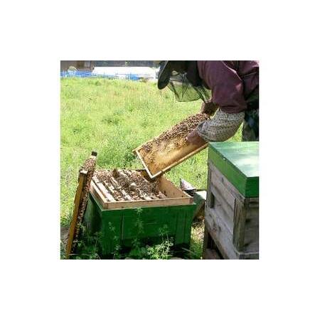 ふるさと納税 【先行予約】爽やかな香り広がる100%天然蜂蜜 ぶんたん山の蜂蜜 360g 2本入り〈2026年6月頃から順次発送〉  /  はちみつ ハチミツ.. 高知県土佐市の画像