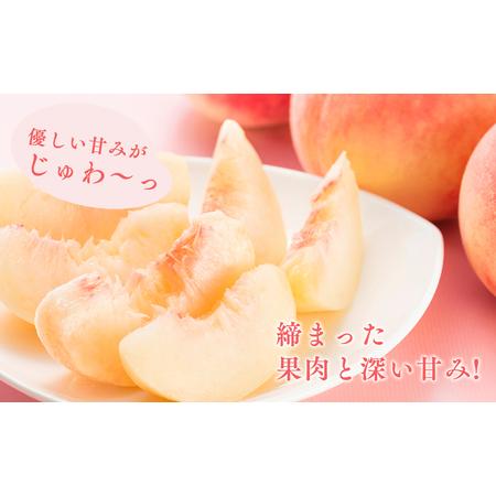 ふるさと納税 ≪8月下旬〜9月中旬発送予定≫ 津軽の桃 川中島白桃 約3kg  秀品 《hi-0001-002》 青森県平川市の画像