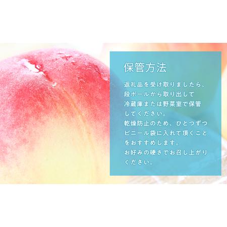ふるさと納税 ≪8月中旬〜8月下旬発送予定≫津軽の桃 旬の白桃 約3kg 秀品 《hi-0001-004》 青森県平川市の画像