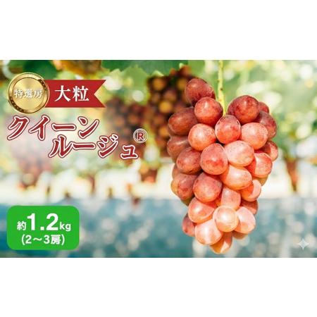 ふるさと納税 2026年産 ぶどう 長野 クイーンルージュ 約1.2kg 2?3房