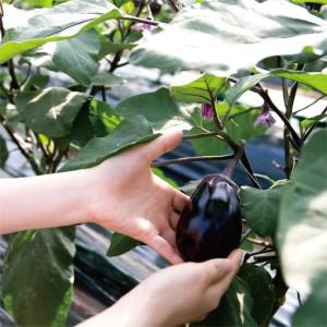 ふるさと納税 【お中元対応】泉佐野老舗料亭 割烹料理人が漬ける 水茄子の浅漬け6個セット 大阪府泉佐野市_2