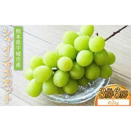 ふるさと納税 [先行予約] シャインマスカット 約2kg 3房〜6房[2026年7月中旬〜8月中旬頃順次発送予定]熊本県産シャインマスカット 宇城市産.. 熊本県宇城市