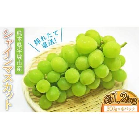 ふるさと納税 [先行予約] 採れたて直送!シャインマスカット 約1.2kg(300g×4パック入り)[2026年7月中旬〜8月中旬頃順次発送予定]熊本.. 熊本県宇城市