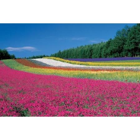 ふるさと納税 【ファーム富田】ラベンダーアイスクリーム　10個入り【BB-015】 北海道中富良野町_2