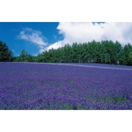 ふるさと納税 【ファーム富田】ラベンダーアイスクリーム　10個入り【BB-015】 北海道中富良野町_3