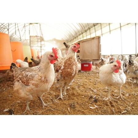 ふるさと納税 33-K 【12か月定期便】平飼い会津地鶏の卵 3kg（50〜60個） ※沖縄・離島への送りとどける不可 福島県会津坂下町
