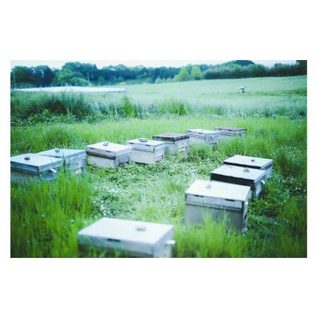 ふるさと納税 百花蜜 \u0026 蜜柑蜜 セット（各300g） 計600g はちみつ ハチミツ 蜂蜜 100% 純粋 ピュア ハニー 蜜 国産はちみつ ミカン蜜 お取り寄せ .. 愛媛県の画像