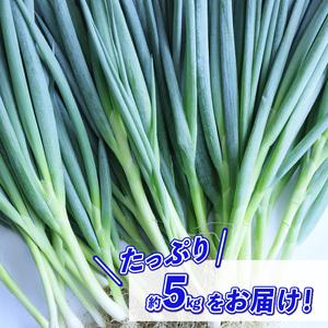 ふるさと納税 青ねぎ 5kg ネギ 葱 極上 薬味 国産 野菜 ねぎ 徳島県