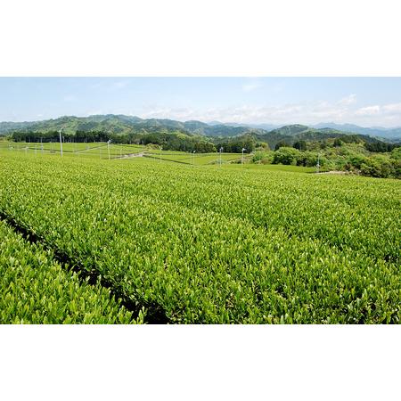 ふるさと納税 濃旨緑茶ティーバック5g×25ケ入×10袋 静岡県森町｜furunavi｜05