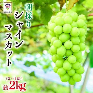 ふるさと納税 シャインマスカット 2kg [出荷時期:2026年8月下旬〜9月下旬頃] ぶどう 葡萄 徳島県阿波市
